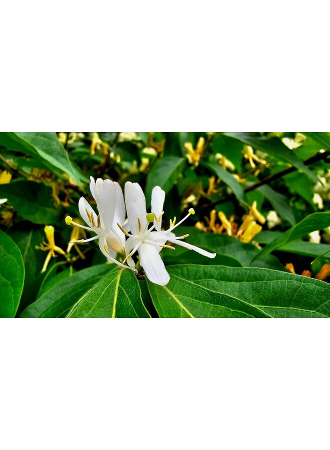 Kamperfoelie | Lonicera  jap. 'Hall's Prolific'