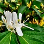 Kamperfoelie | Lonicera  jap. 'Hall's Prolific'