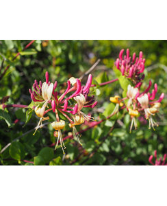 Kamperfoelie | Lonicera Caprilia Ever