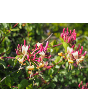 Kamperfoelie | Lonicera Caprilia Ever