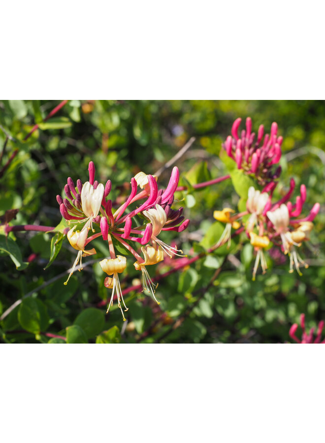 Kamperfoelie | Lonicera Caprilia Ever