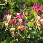 Kamperfoelie | Lonicera Caprilia Ever