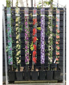 Kamperfoelie | Lonicera jap. 'Mint Crisp'