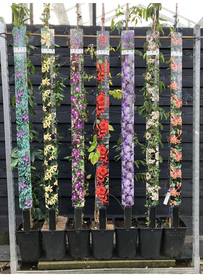 Kamperfoelie | Lonicera jap. 'Mint Crisp'