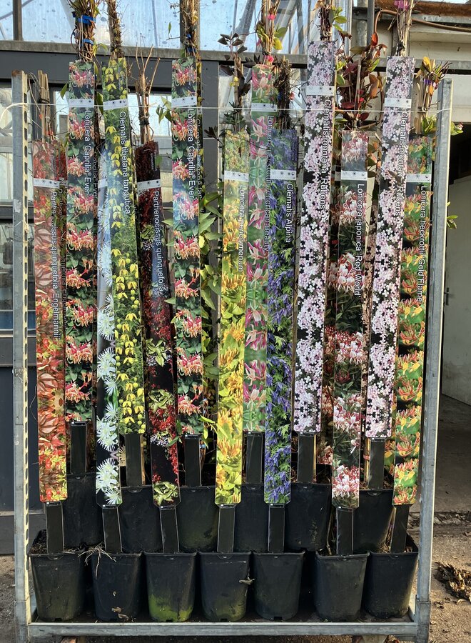 Bosrank - Clematis 'Polish Spirit'