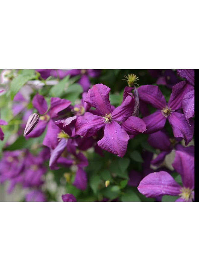 Bosrank - Clematis 'Polish Spirit'