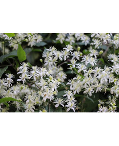 Bosrank - Clematis 'Vitalba'