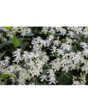 Bosrank - Clematis 'Vitalba'