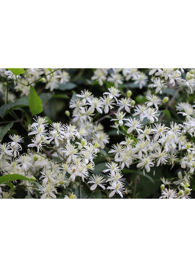 Bosrank - Clematis 'Vitalba'