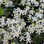 Bosrank - Clematis 'Vitalba'
