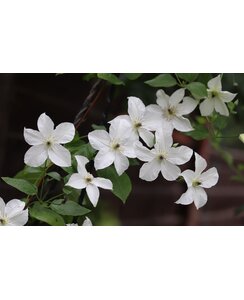 Bosrank - Clematis 'Forever Friends'