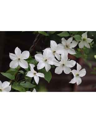 Bosrank - Clematis 'Forever Friends'