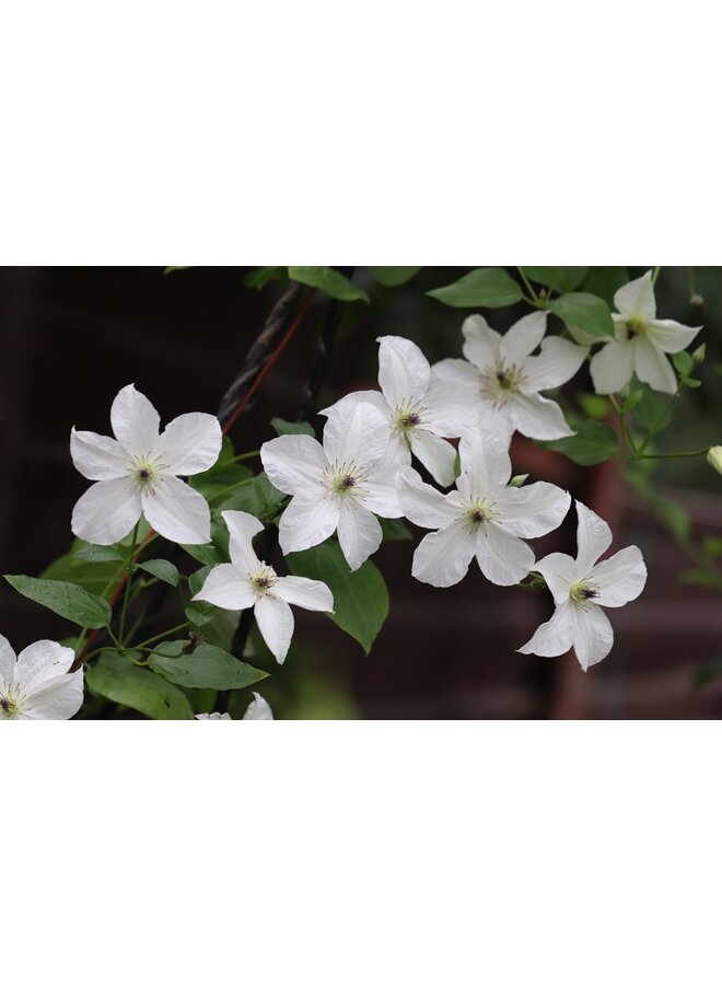 Bosrank - Clematis 'Forever Friends'