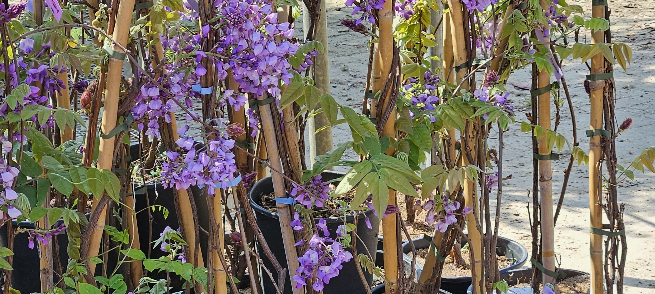 Juli is geen excuus: plant die boom!
