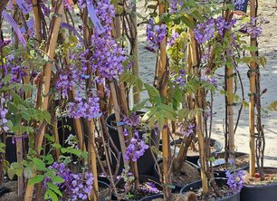 Juli is geen excuus: plant die boom!
