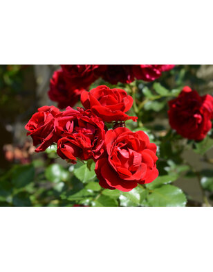 Klimroos | Rosa 'Ingrid Bergman'