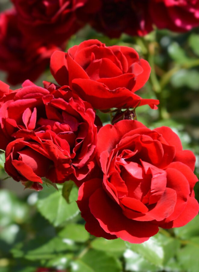 Klimroos | Rosa 'Ingrid Bergman'