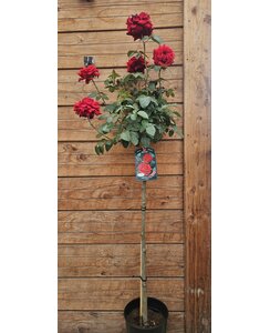 Stamroos | Rosa 'Ingrid Bergman'