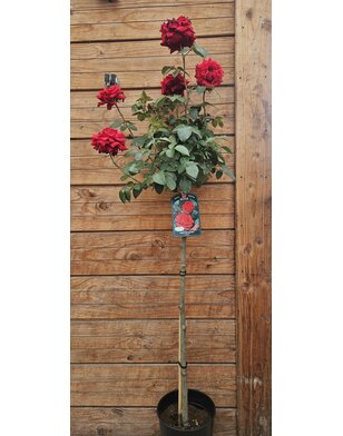 Klimroos | Rosa 'Ingrid Bergman'