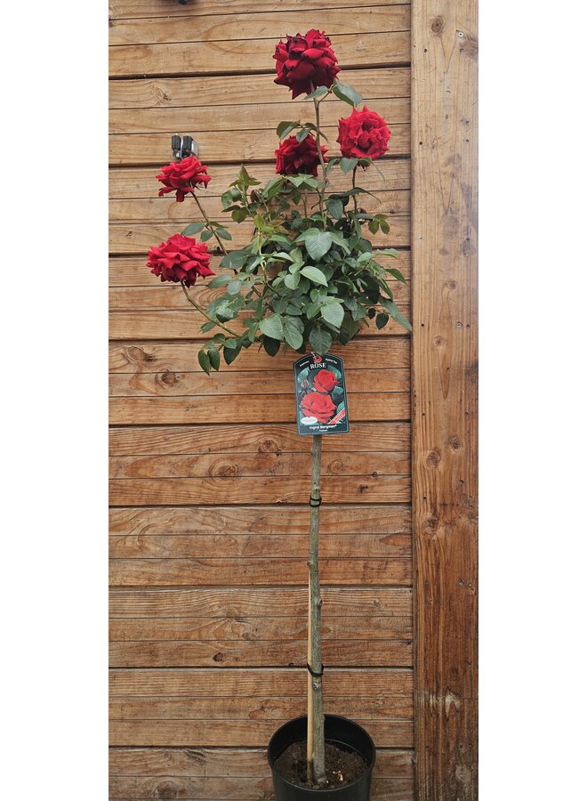 Stamroos | Rosa 'Ingrid Bergman'