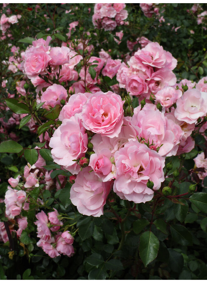 Klimroos | Rosa 'Bonica'