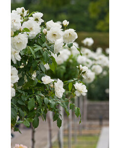 Stamroos | Rosa 'Schneewittchen'