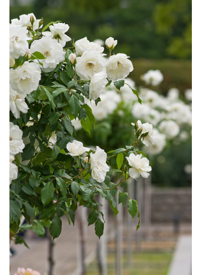 Klimroos | Rosa 'Schneewittchen'