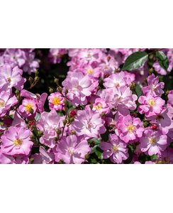 Stamroos | Rosa 'Lavender dream'