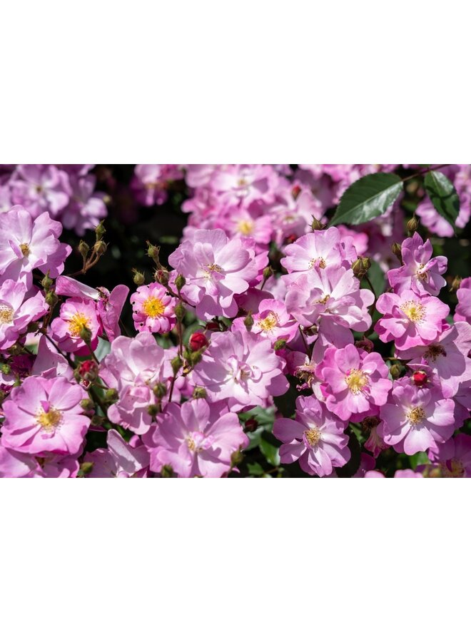 Klimroos | Rosa 'Lavender dream'