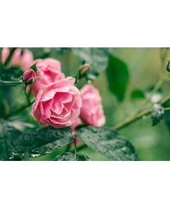 Stamroos | Rosa 'Leonardo da Vinci'