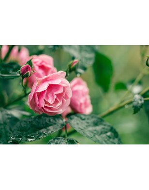 Stamroos | Rosa 'Leonardo da Vinci'