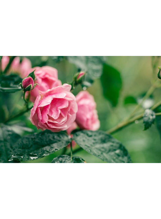 Stamroos | Rosa 'Leonardo da Vinci'