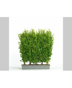 Liguster kant en klare haag | Ligustrum Ovalifolium