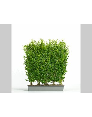Liguster kant en klare haag | Ligustrum Ovalifolium