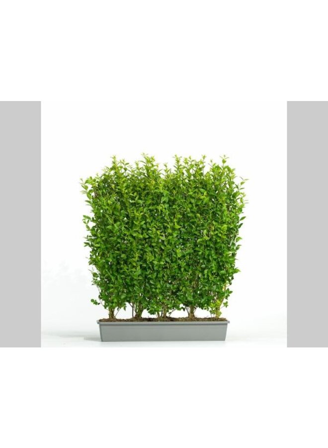 Liguster kant en klare haag | Ligustrum Ovalifolium