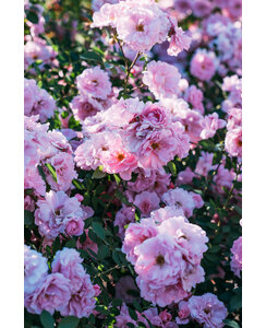 Stamroos | Rosa 'The Fairy'