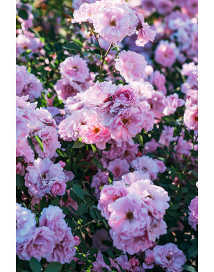 Klimroos | Rosa 'The fairy'