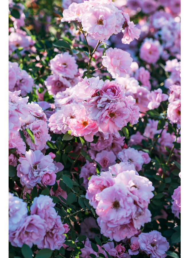 Stamroos | Rosa 'The Fairy'