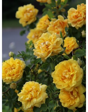 Stamroos | Rosa 'Friesia'