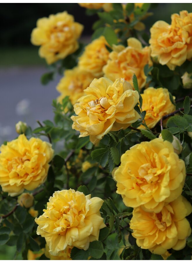 Stamroos | Rosa 'Friesia'