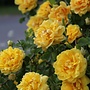 Stamroos | Rosa 'Friesia'