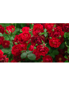 Stamroos | Rosa 'Rouge Meilove'