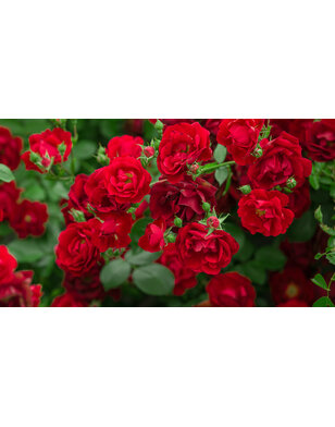 Klimroos | Rosa 'Rouge Meilove'