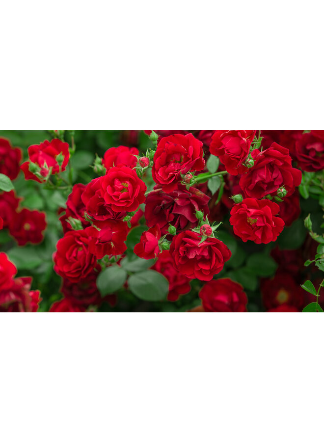 Klimroos | Rosa 'Rouge Meilove'