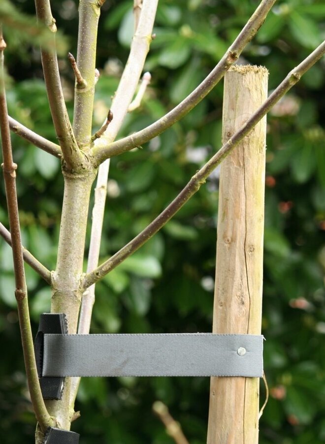 Set van 2 Boompalen 100 cm