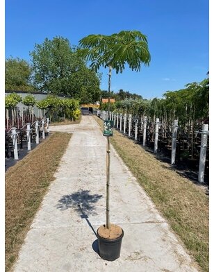 Perzische slaapboom | Albizia julibrissin Tropical Dream