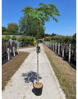 Perzische slaapboom | Albizia julibrissin Ombrella