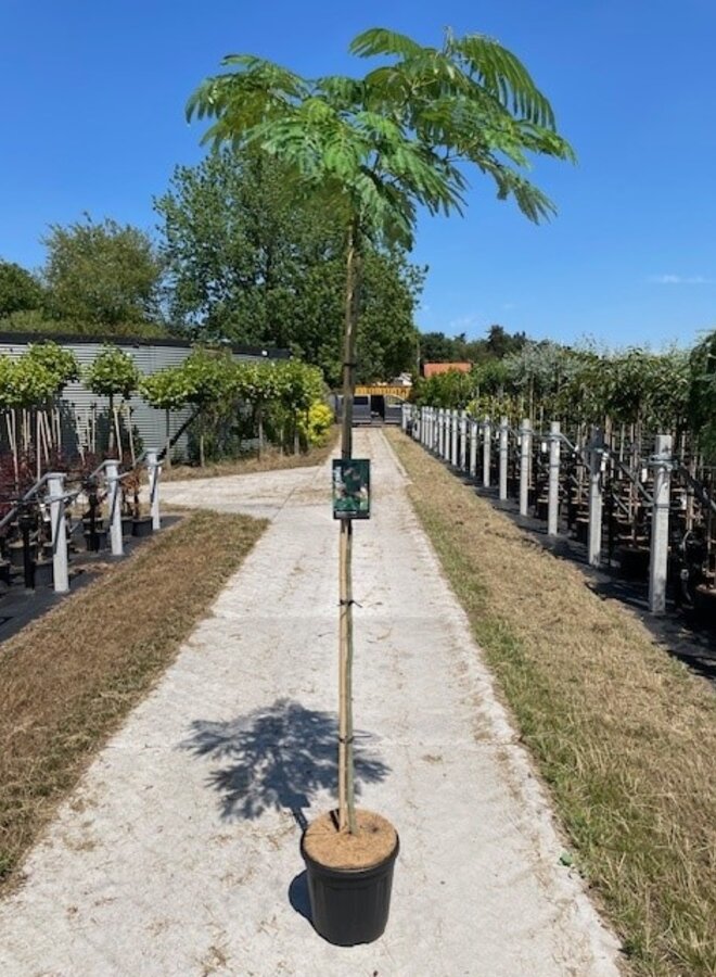 Perzische slaapboom | Albizia julibrissin Ombrella