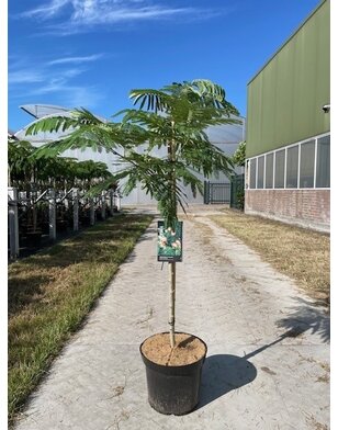 Perzische slaapboom | Albizia julibrissin Ombrella
