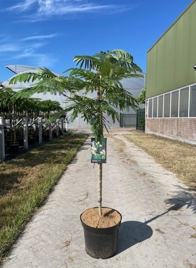 Perzische slaapboom | Albizia julibrissin Ombrella